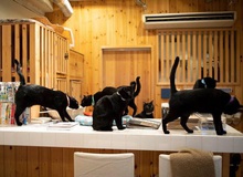Nekobiyaka - Quán cà phê mèo đen độc nhất vô nhị trên thế giới