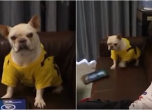 Đang chơi game thì bị chủ phá, chú chó "bá đạo" ném luôn iPad, quay sang lườm nguýt khiến cộng đồng mạng cực kỳ nể phục