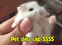 Khoe Pet siêu cấp SSSS phong cách “xàm”, chàng trai không những không bị “gạch đá” mà còn được khen… dễ thương