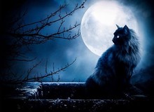 Các truyền thuyết kỳ quái về mèo đen