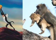 Lion King đời thực là đây: Chú khỉ đầu chó vừa leo trèo vừa bế sư tử con, quyết không buông tay