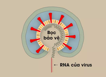 [Infographic] Covid-19 lây nhiễm tế bào phổi như thế nào? Tại sao nó lại nguy hiểm vậy?