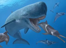 Cá voi cổ đại Melvillei, cơn ác mộng của siêu cá mập Megalodon
