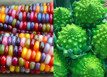 Những loại rau củ kỳ lạ nhất thế giới: Ngô 7 màu, xúp lơ trông như xương rồng