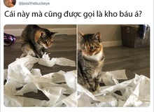 Rảnh rỗi không có gì làm, mọi người trên thế giới rủ nhau chia sẻ ảnh "hoàng thượng" nhà họ làm gì trong mùa cách ly