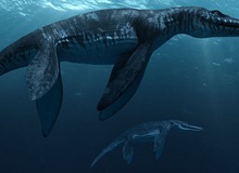 Top 10 sinh vật siêu khổng lồ thời tiền sử dễ bị nhầm thành khủng long