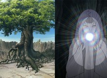 Naruto: Thập Vĩ là hạt giống của Thánh thụ nên trước khi Kaguya tới Trái Đất, cây thần đã được trồng từ lâu