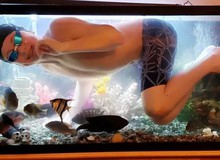 Không được ra ngoài vì Covid-19, cậu bé bơi tạm trong bể cá của bố cho đỡ “ngứa nghề”