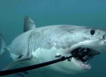 Lý do gì khiến cá mập thích cắn cáp quang biển?
