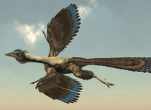 Tổ tiên của loài chim chính là khủng long, bạn có tin không?
