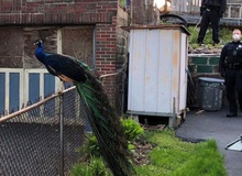 Cảnh sát sử dụng tiếng kêu gợi tình của chim công cái để "tóm cổ" con công đực bỏ trốn khỏi sở thú