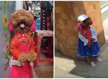Cộng đồng mạng phát cuồng với hình ảnh "cô chó" đi học như người thật, lại sắp thành idol như Nguyễn Văn Dúi chăng?