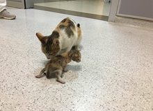 Ấm lòng hình ảnh mèo mẹ "bế" mèo con tới bệnh viện để khám bệnh, được các bác sĩ nhiệt tình giúp đỡ