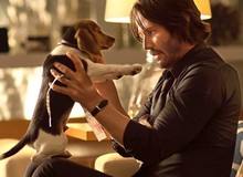 Đạo diễn John Wick từng phải đấu tranh kịch liệt để giữ lại cảnh phim sát hại chú chó trong phần 1 nhằm gây shock cho khán giả