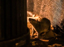 "Thảm họa" mới ở New York: Chuột ăn thịt đồng loại vì quá đói, cả ô tô cũng trở thành "mồi nhắm"
