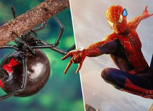 3 anh em tự cho con nhện độc nhất thế giới cắn nhằm "biến thành Spider-man"