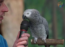Kỳ lạ con vẹt biết bắt chước hơn 200 thứ tiếng, được mệnh danh là con vẹt thông minh nhất thế giới