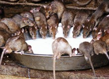 Top 5 sự thật kinh dị về loài chuột, bạn đã biết được bao nhiêu?