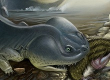 100 triệu năm trước Nam Cực từng tồn tại loài kì nhông có thân hình còn to lớn hơn cả một chiếc xe ô tô