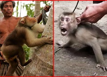 Xót xa chú khỉ con bị bắt cóc khỏi mẹ, hằng ngày phải hái 1.000 trái dừa theo ý chủ