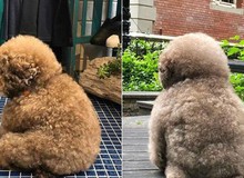 Dân mạng cười rần rần với cô chó Poodle mũm mĩm có dáng ngồi "dỗi hờn cả thế giới", ngờ đâu đó lại là "đại tiểu thư" vạn người mê, tự đóng quảng cáo kiếm tiền cực xịn