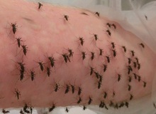 Kỷ lục: Nhà nghiên cứu cho 5.000 con muỗi đốt trong một ngày vì khoa học