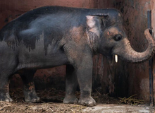 35 năm khổ sở của "chú voi cô độc nhất hành tinh" sắp được tự do: Gánh chịu nỗi đau mất bạn đời, tình trạng sức khỏe ai nghe cũng xót xa