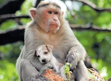Cả bầy khỉ xuống núi, hung hãn tìm và “khủng bố” chó con, người dân khiếp đảm phải xin trốn vào rừng