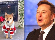 Đăng bức ảnh vu vơ về chó, Elon Musk khiến giá của 1 đồng "coin rác" tăng hàng trăm lần