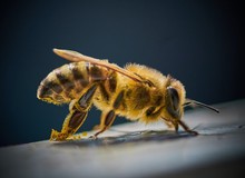 Kinh ngạc trước loài ong kền kền thích xác thối nhưng vẫn tạo ra mật ngọt