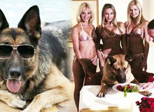 Gia tộc chó giàu nhất hành tinh: Tài sản 400 triệu USD, sở hữu tập đoàn riêng, biệt thự 7000 mét vuông chạy mỏi chân