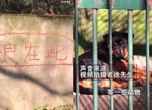 Sở thú Trung Quốc bị chỉ trích vì nhốt chó vào chuồng rồi bảo khách đấy là sói