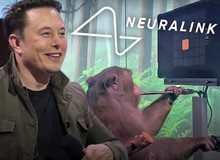 Tận mắt chứng kiến con khỉ của Elon Musk chơi game như người