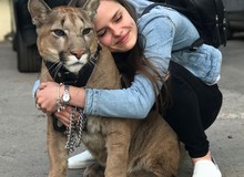 Chán nuôi mèo bình thường, cặp đôi người Nga quyết định nuôi hẳn sư tử núi trong nhà làm thú cưng