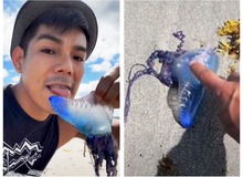 Liếm sứa xanh chứa chất kịch độc để câu view trên TikTok, nam thanh niên khiến người xem rùng mình và cái kết
