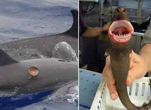 Cá mập "cắt bánh quy", loài cá mập có kích thước chỉ bằng mèo nhà nhưng cắn hỏng cả tàu ngầm hạt nhân