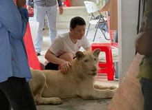 Lỡ khoe nuôi sư tử lên mạng xã hội, TikToker bị tịch thu “boss” cưng ngay tức khắc
