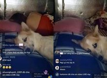 Chỉ ngủ trên sóng, chú chó bất ngờ thành streamer hút chục nghìn view, bị chỉ trích vì "Khinh độc giả nên không rep tin nhắn"