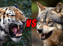 "Một bầy sói có thể hạ gục được một con hổ", vậy chó sói có phải là thiên địch của hổ không?