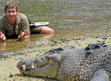Cái chết nghiệt ngã của "thợ săn cá sấu" Steve Irwin: Nhà động vật học hàng đầu thế giới và câu chuyện "sinh nghề tử nghiệp"