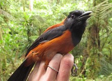 Pitohui: Loài chim duy nhất trên hành tinh được ghi nhận là có độc
