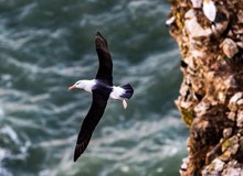 Chuyện của chú chim hải âu cô đơn nhất thế giới: Vĩnh viễn không tìm thấy đường về nhà và chuyến hành trình được cả thế giới dõi theo