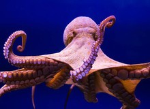 Phát hiện thói quen mới kỳ lạ của sinh vật thông minh nhất đại dương