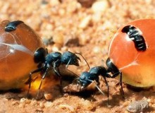Honeypot: Loài kiến duy nhất trên thế giới sản xuất mật