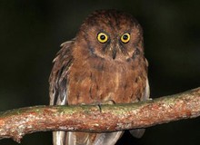 Phát hiện ra loài cú mèo Scops-Owl mới ở Châu Phi