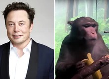 15 chú khỉ đã thiệt mạng sau khi cấy chip não Neuralink của Elon Musk