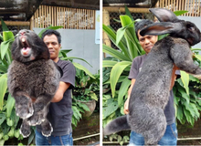 Chú thỏ gây sốt cõi mạng vì "siêu to khổng lồ", netizen nhận xét "Chiếc pet này cục súc quá!"
