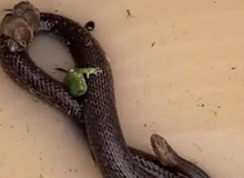 Netizen kinh ngạc khi chứng kiến rắn cứu chuột và ếch khỏi bị chết đuối