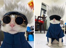 Quàng thượng mèo cosplay ông thầy giáo hot nhất Jujutsu Kaisen khiến netizen "nhìn phát yêu luôn"