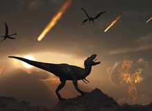 Vì sao gián có thể sống sót khi thiên thạch xóa sổ khủng long?